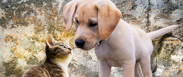 journée mondiale des animaux